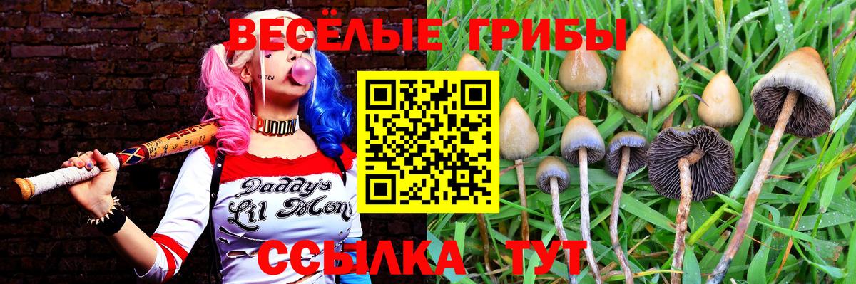 Новодвинск  Псилоцибиновые грибы Cubensis  Вход с VPN 